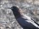 Cape Crow (Corvus capensis)