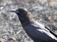 Somali Crow (Corvus edithae)