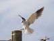 Black-winged Kite (Elanus caeruleus)