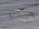 Ruff (Philomachus pugnax) - And Little Stints