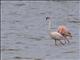 Greater Flamingo (Phoenicopterus ruber) - Non-breeding
