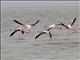 Lesser Flamingo (Phoeniconaias minor) - and one Greater Flamingo