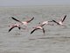 Lesser Flamingo (Phoenicopterus minor) - and one Greater Flamingo
