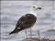 Lesser Black-backed Gull (Larus fuscus) - 3rd Winter