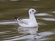 Grey-headed Gull (Larus cirrocephalus)