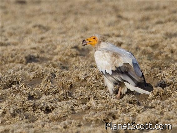 Egyptian Vulture (Neophron percnopterus)