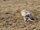 Egyptian Vulture (Neophron percnopterus)