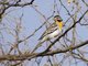 Somali Golden-breasted Bunting (Emberiza poliopleura)