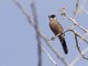 Black-cheeked Waxbill (Estrilda erythronotos)