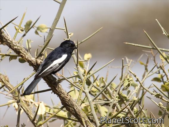 Whitewinged BlackTit Melaniparus leucomelas 