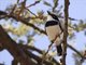 Grey-headed Batis (Batis orientalis) - Male