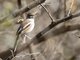 Red-backed Scrub-Robin (Cercotrichas leucophrys)