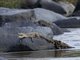 Nile Crocodile (Crocodylus niloticus)