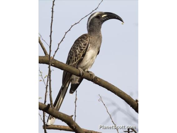 African Grey Hornbill (Lophoceros nasutus) - Female