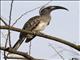 African Grey Hornbill (Lophoceros nasutus) - Female