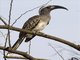 African Grey Hornbill (Tockus nasutus) - Female