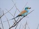 Abyssinian Roller (Coracias abyssinica)