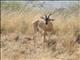 Soemmerrings gazelle (Gazella soemmerringii)