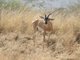 Soemmerrings gazelle (Gazella soemmerringii)