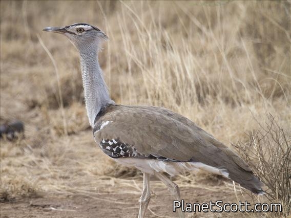 Kori Bustard (Ardeotis kori)