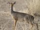 Salts dik-dik (Madoqua saltiana) - Female