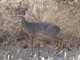 Salts dik-dik (Madoqua saltiana) - Male