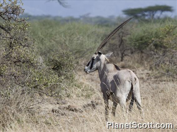 Beisa Oryx (Oryx beisa)