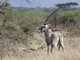 Beisa Oryx (Oryx beisa)
