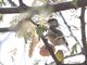 Greater Honeyguide (Indicator indicator) - Female