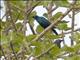 Lesser Blue-eared Glossy-Starling (Lamprotornis chloropterus)