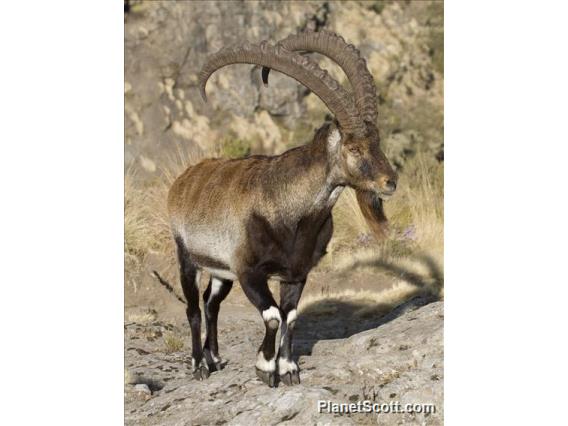 Walia ibex (Capra walie) - Male