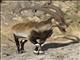 Walia ibex (Capra walie) - Male
