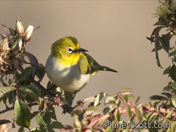 Broad-ringed White-eye (Zosterops poliogaster)