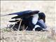 Pied Crow (Corvus albus) Romance