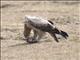 Tawny Eagle (Aquila rapax) - Immature With Head