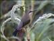 Tacazze Sunbird (Nectarinia tacazze) - Female