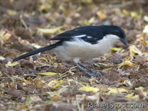 Ethiopian Boubou (Laniarius aethiopicus)