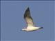 Pallas Gull (Ichthyaetus ichthyaetus) - 2nd Winter