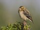 Little Weaver (Ploceus luteolus)