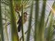 Savis Warbler (Locustella luscinioides)