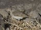 White-rumped Seedeater (Sporophila leucopygius)
