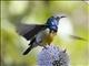 Variable Sunbird (Nectarinia venusta)