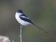 Common Fiscal (Lanius collaris)