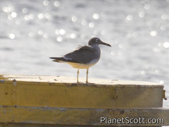 White-eyed Gull (Ichthyaetus leucophthalmus)