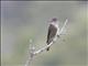 Olive-sided Flycatcher (Contopus borealis)