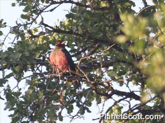 Lewis's Woodpecker (Melanerpes lewis)