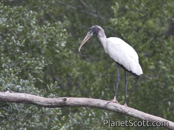 Wood Stork (Mycteria americana)