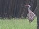 Sandhill Crane (Grus canadensis)