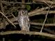 Tropical Screech-Owl (Otus choliba)