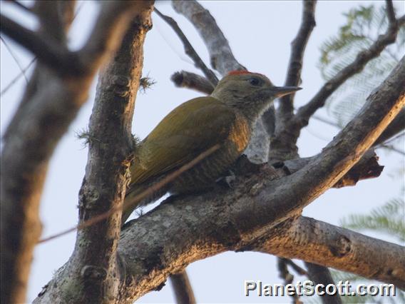 Little Woodpecker (Dryobates passerinus)